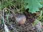 Osztott pöfeteg (Pisolithus arhizus), Budai-hegység